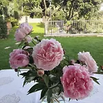 Provence Dodo