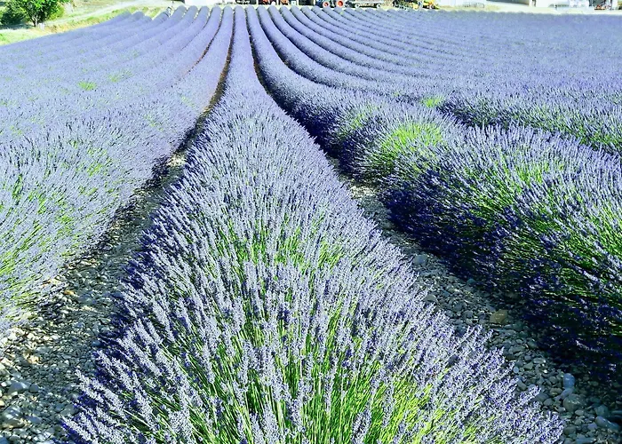 Provence Dodo Villeneuve (Alpes-de-Haute-Provence)